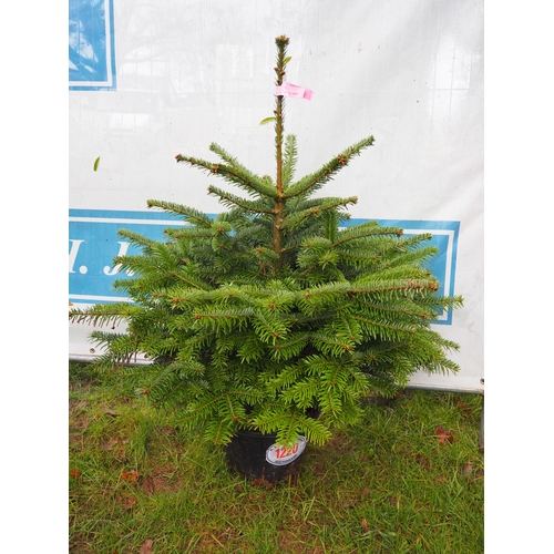 1220 - Nordmann fir pot grown Christmas tree 80/100cm