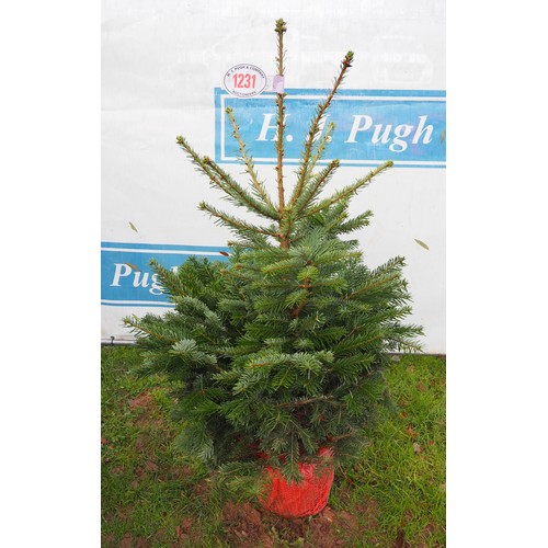 1231 - Nordmann fir potted Christmas tree