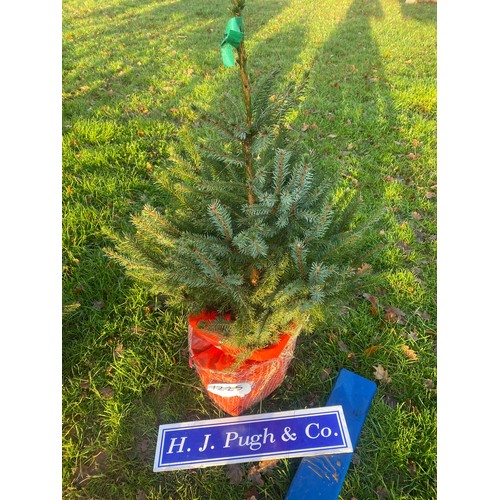 1225 - Serbian spruce pot grown Christmas tree 80/100cm