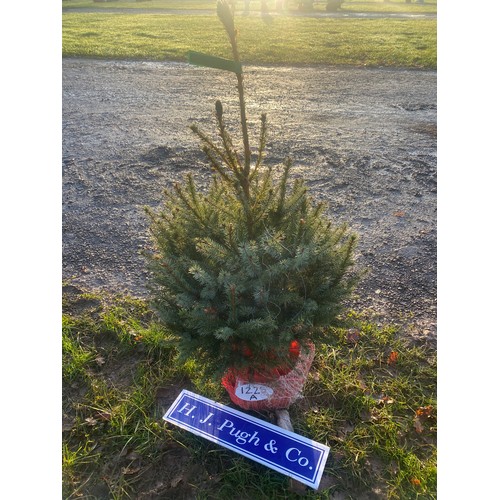 1225A - Serbian spruce potted Christmas tree 80/100cm