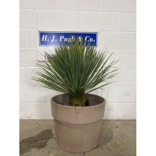 319 - Hardy Yucca Rostrata in graphite terracotta pot 19.5