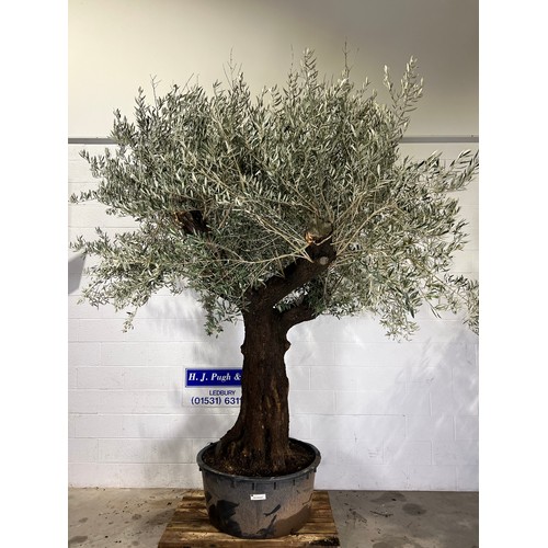 Ancient Olive tree 10ft