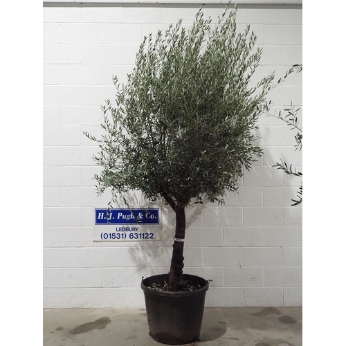 323 - Specimen Olive tree 10ft