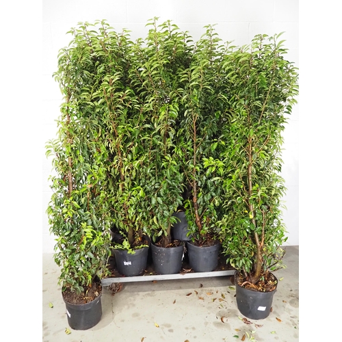 110 - Portuguese Laurel 5/6ft - 11