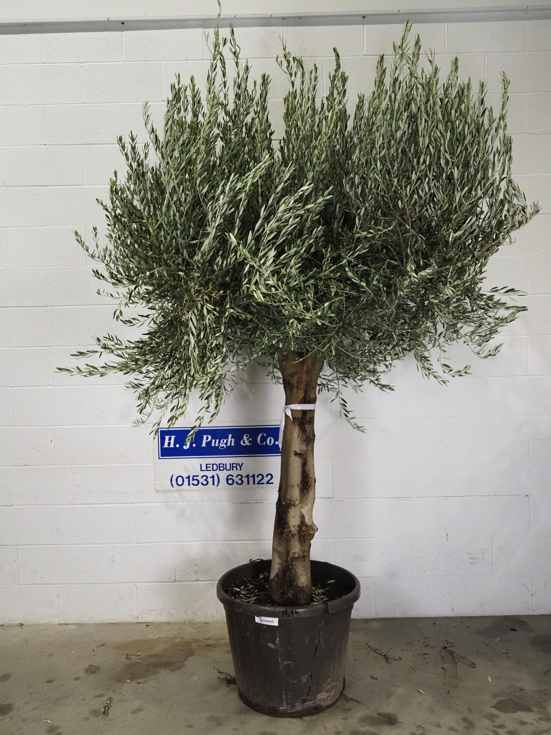 Specimen Olive tree 8ft