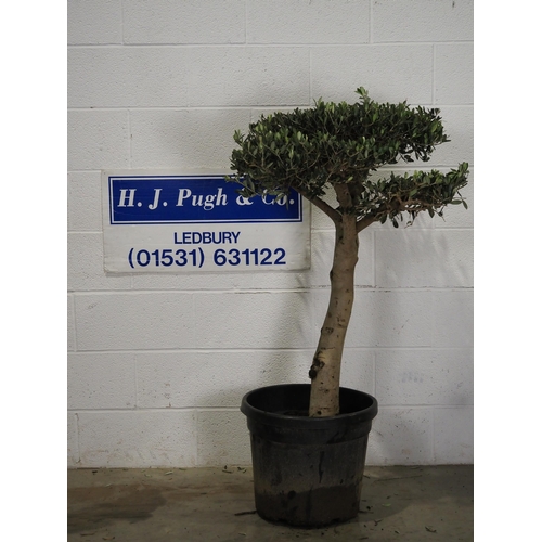 90 - Cloud Olive tree 4ft