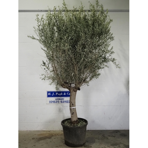 37 - Specimen Olive 10ft