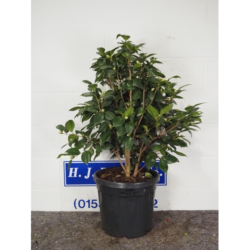 32 - Camellia Japonica 2½ft