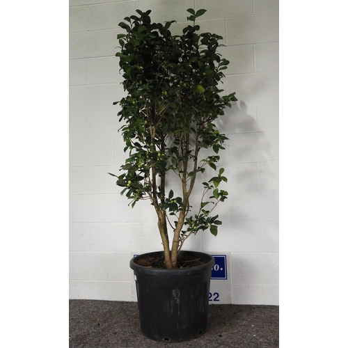 34 - Camellia Japonica 5ft