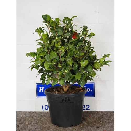 36 - Camellia Japonica 2ft