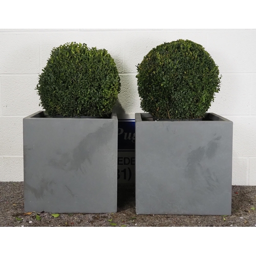 1 - Ilex Crenata balls in square grey fibre clay planters -2