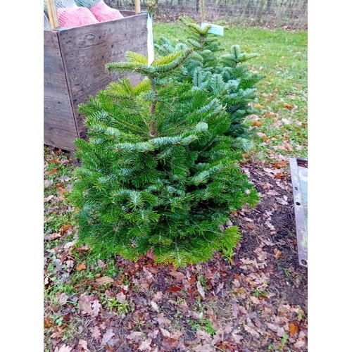 1380A - Nordmann fir pot grown Christmas trees 100-125cm - 2