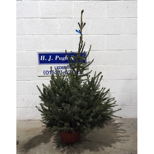 106 - Serbian Spruce Christmas tree 4ft