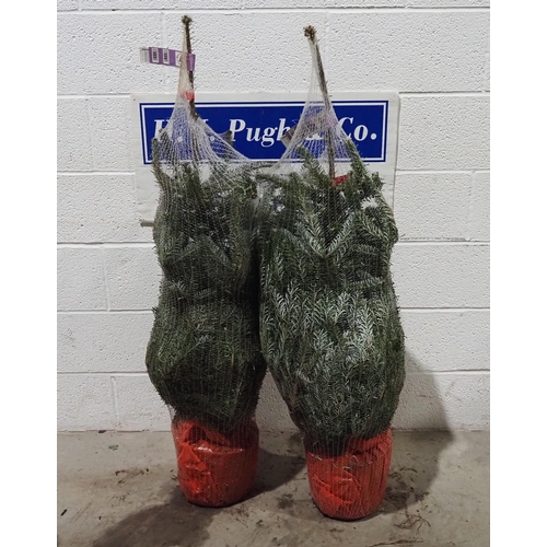 320 - Nordmann fir Christmas tree 4ft - 2