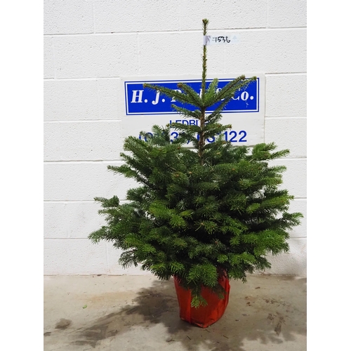 41 - Nordmann fir Christmas tree 3ft