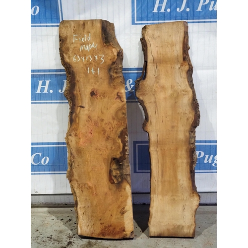 293 - Field maple 63