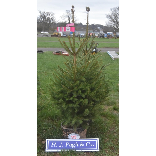 113 - Norway spruce 4ft - 2