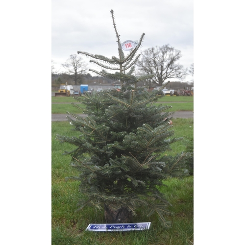 116 - Nordmann fir 5ft