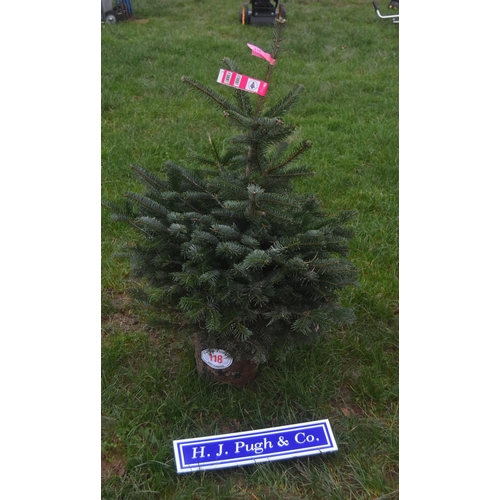 118 - Nordmann fir 4ft