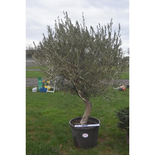 119 - Specimen olive tree 7ft