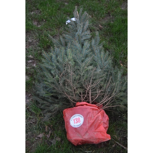 138 - Serbian spruce 4ft