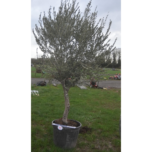 141 - Specimen olive tree 7ft