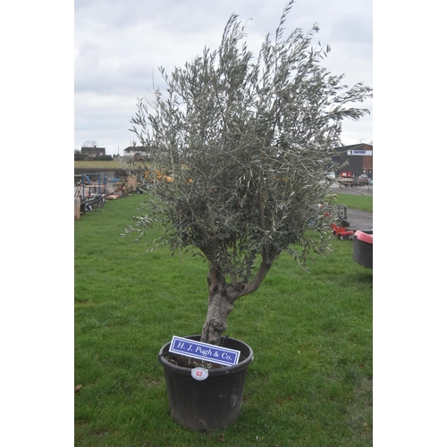 82 - Specimen olive tree 8ft