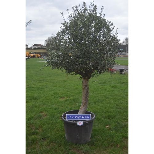 83 - Specimen olive tree 7ft