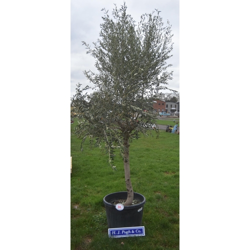 84 - Specimen olive tree 8ft
