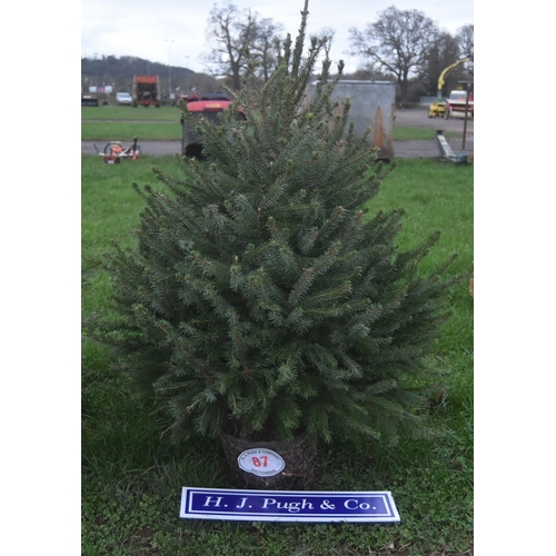 87 - Christmas trees 3ft - 2