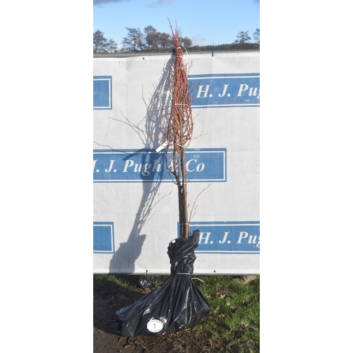 1 - Tilia Cordata bare root trees 6ft - 3