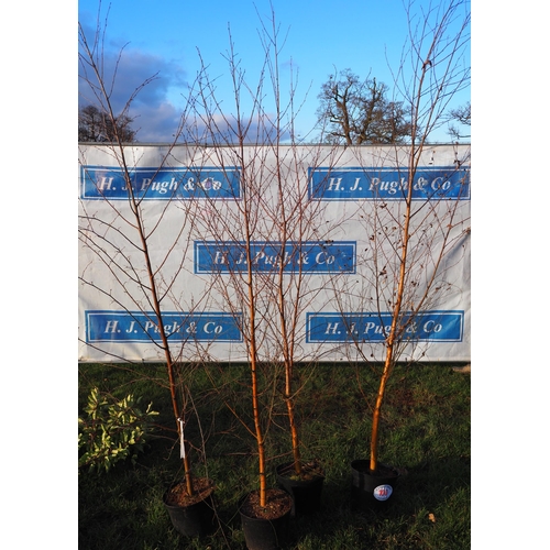 100 - Betula Pubescens 6ft - 4