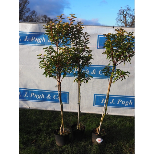 101 - Prunus 5ft - 3