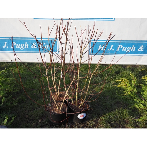 103 - Salix 3ft - 3