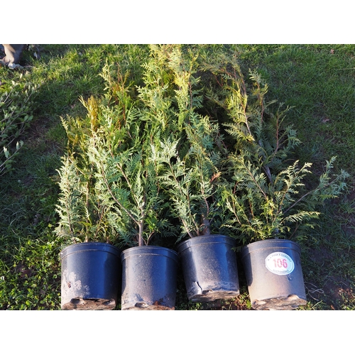 106 - Thuja 5ft - 4