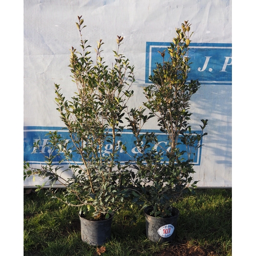 107 - Osmanthus 3ft - 2