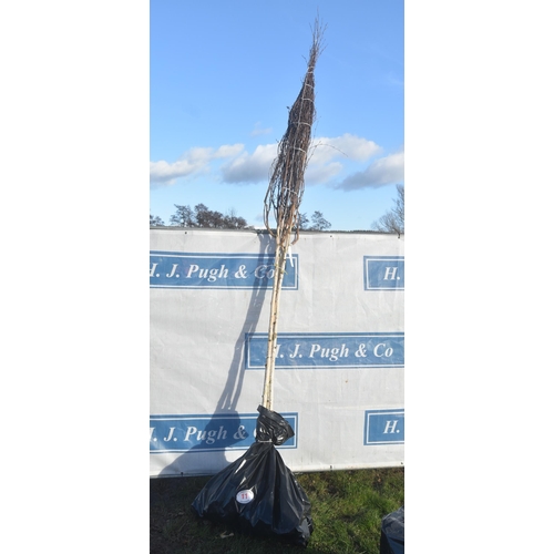 11 - Betula Utilis bare root trees 10ft - 3