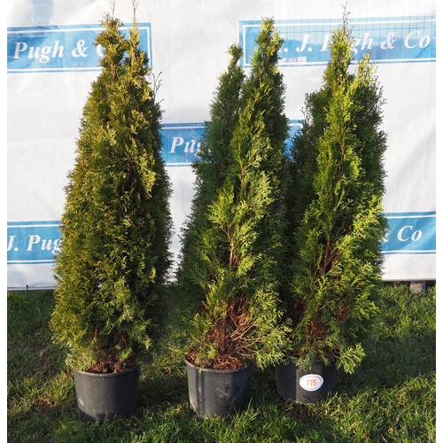 115 - Thuja 4ft - 3