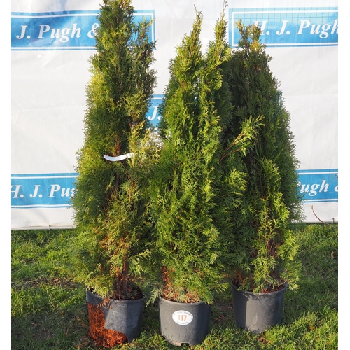 117 - Thuja 4ft - 3