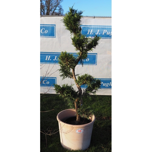 118 - Cloud shaped Thuja in terracotta pot 6ft