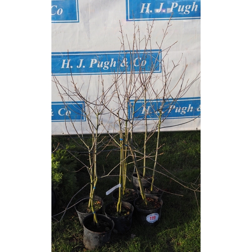 119 - Rhamnus 4ft - 7