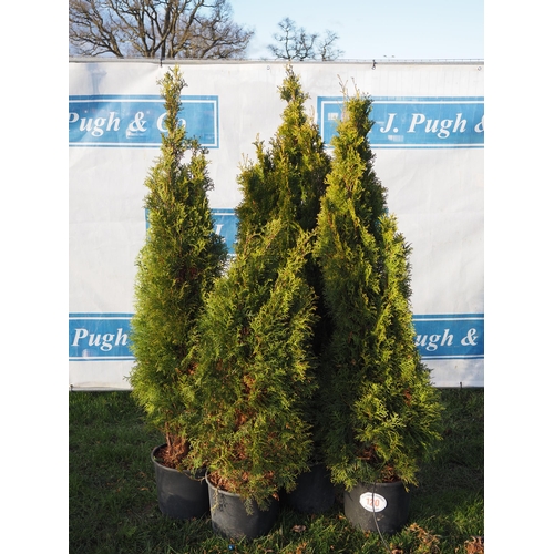 120 - Thuja 5ft - 4