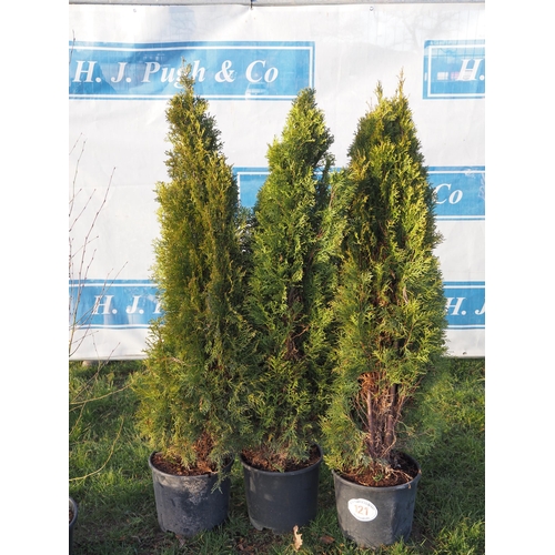 121 - Thuja 4ft - 3