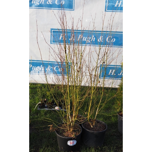 122 - Betula Utilis multi stem 4ft - 3