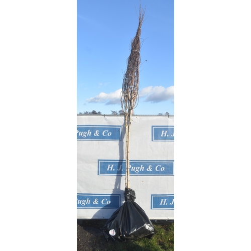 13 - Betula Utilis bare root trees 10ft - 3