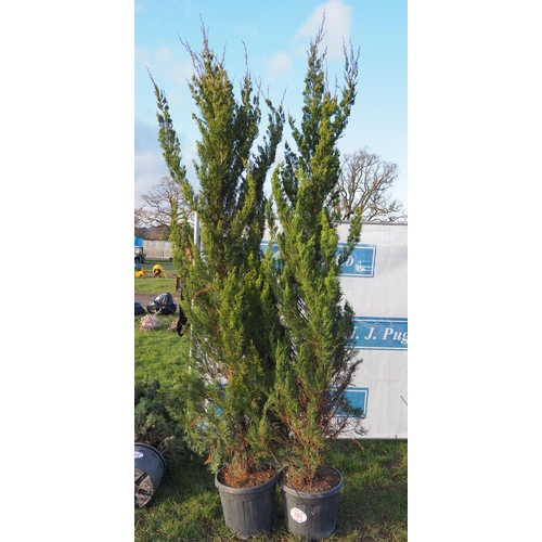 135 - Juniperus 7ft - 2