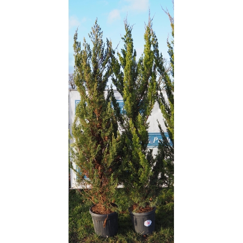 136 - Juniperus 7ft - 2