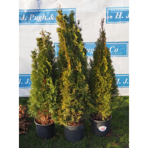 140 - Thuja 4ft - 3