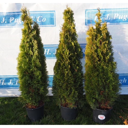 142 - Thuja 4ft - 3