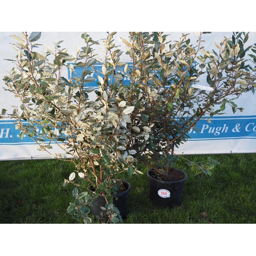 144 - Elaeagnus 3ft - 2